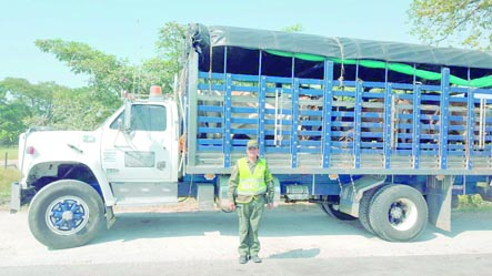 Ganado incautado por la Policía de la Seccional de Tránsito y Transporte.