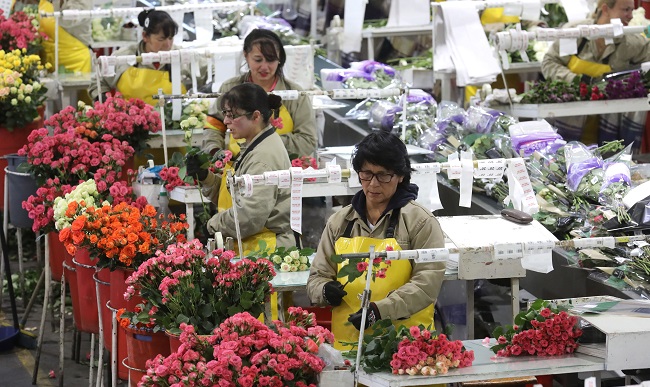 Durante el 2019, Colombia logró exportar cerca de 600 millones de flores.