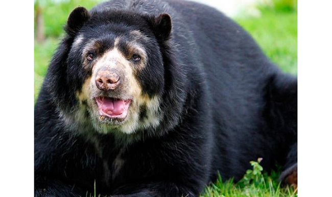 Para buscar la conservación de esta especie, Parques Nacionales ha realizado diferentes alianzas con otras entidades y organizaciones privadas.
