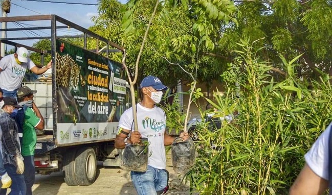 Durante la jornada realizada este fin de semana por el Dadsa,  se plantaron 100 guaduas y se entregaron  50 árboles frutales y 50 maderables.