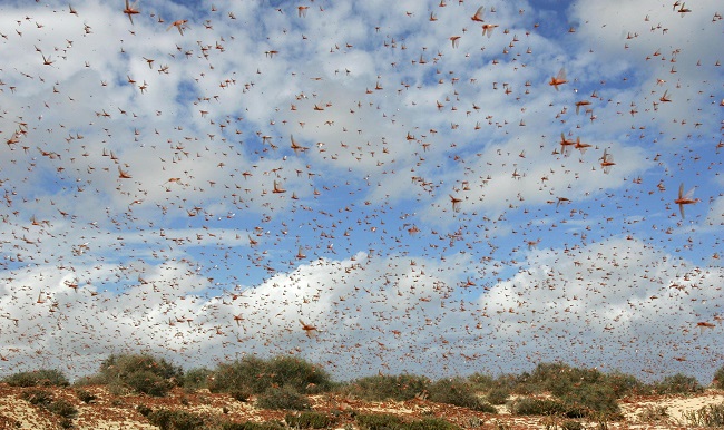 Grupos de langostas que forman una plaga en una zona semidesértica de las islas Canarias en España. En África esta la plaga migratoria más peligrosa del mundo.