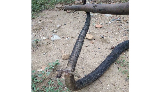 Las “patas” de la serpiente, en realidad son sus órganos reproductores que a causa del estrés de la situación quedaron expuestos.