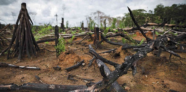 Más del 70% de los bosques tropicales del mundo han sido deforestados debido principalmente a procesos agropecuarios.