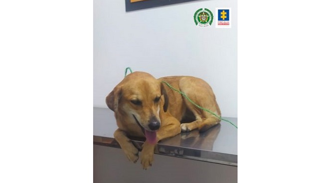 La canina habría sido agredida para cometer actos sexuales en un inmueble de Tuluá.