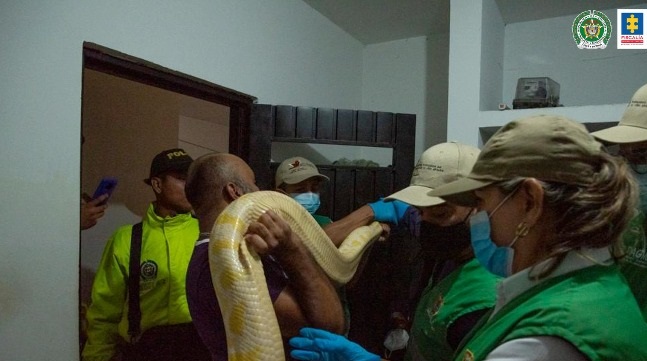 Caen dos de los presuntos mayores comercializadores de fauna silvestre en  Colombia