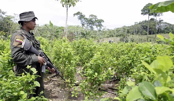 La Oficina de la Naciones Unidas contra la Droga y el Delito en octubre reveló que en Colombia hay al menos 204.000 hectáreas sembradas de coca.
