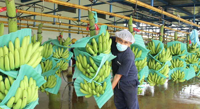 El sector productor de banano pide mayor operatividad por parte de las autoridades para su seguridad. 