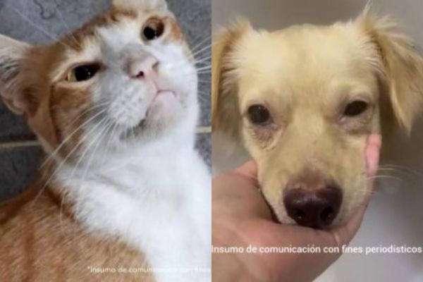 Foto de ‘Alana’, la felina que murió por maltrato animal por el que es investigado Wilson Javier Guerrero Viggiani. Foto Fiscalía