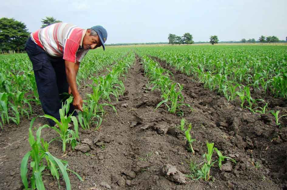 Sólo el 10,1% del suelo del Departamento se está explotando en el desarrollo de cultivos productivos que estimulen el sector en el Magdalena.