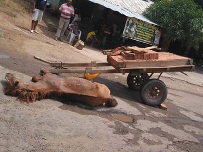 Este caballo fue maltratado por su dueño, quien lo dejó a la intemperie al ver que la Policía estaba enterada del caso.