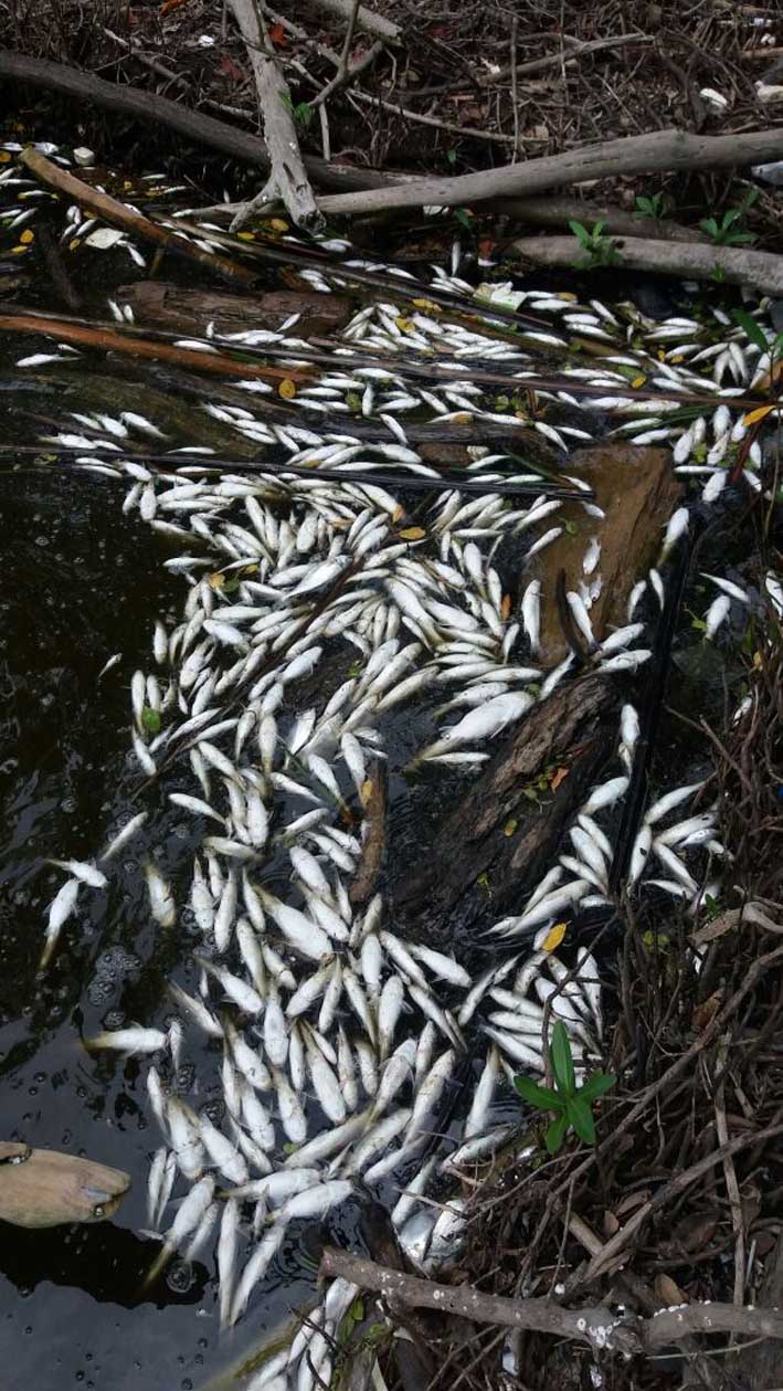 Según un informe del Invemar, tras monitorio en la Ciénaga Grande de Santa Marta, bajas de oxígeno causan la mortandad de peces.