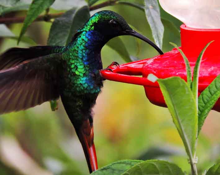 En la zona se pueden apreciar especies como la Lazuline Sabrewing. (Fotógrafo Luis Urueña Manakinn.)