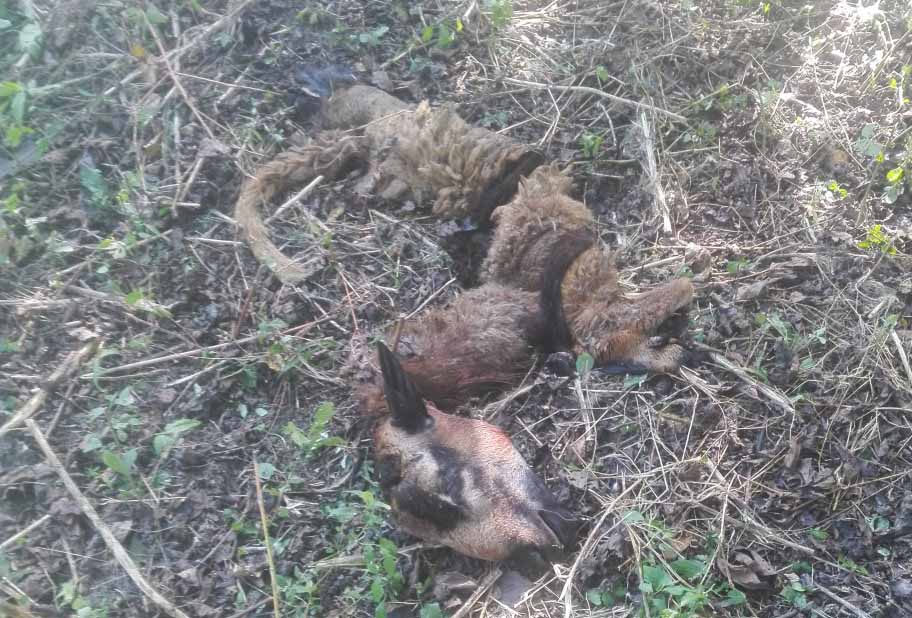 Los animales asesinados son dejados  descuartizados en sitios  visibles, al parecer, para amedrantar a los propietarios.