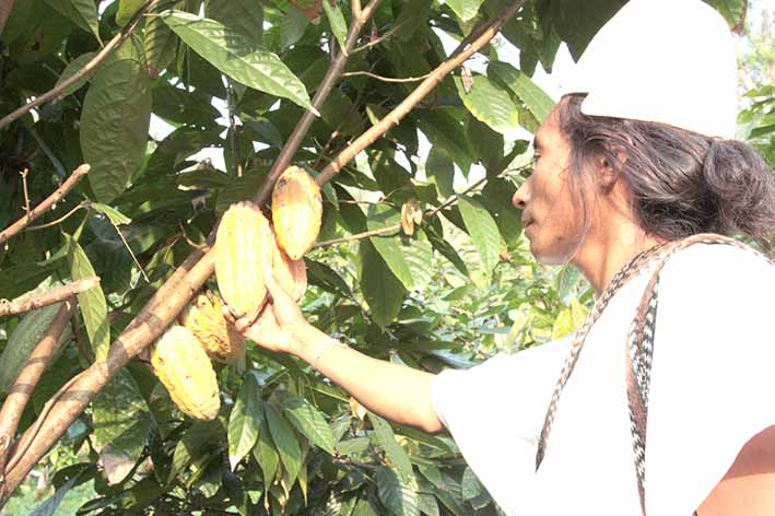  ‘Cacao para la Paz’, es una iniciativa del gobierno de Estados Unidos para fortalecer la cadena de cacao en Colombia.