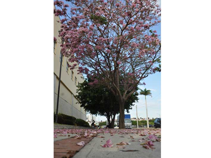 Unos de los árboles que engalanan la ciudad con sus flores para esta época son los robles.