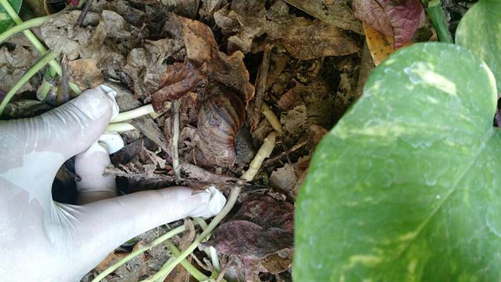 Jornada de erradicación del caracl giganteafricano, encontrado en jardines y otras zonas 