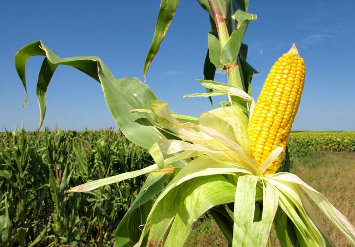 El departamento se benefició con una unidad productiva para el cultivo de tilapia roja y 200 unidades para yuca y maíz.