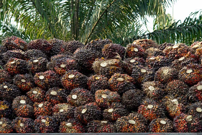 Colombia es el cuarto productor de palma de aceite en el mundo y el primero de América Latina.
