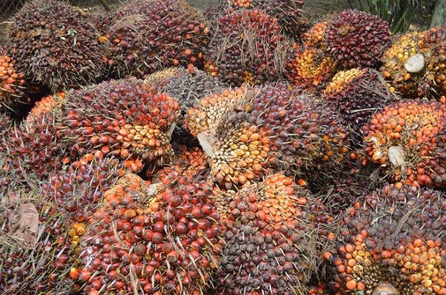 El aceite de palma es un aceite de origen vegetal que se obtiene del mesocarpio de la fruta de la palma (Elaeis guineensis).