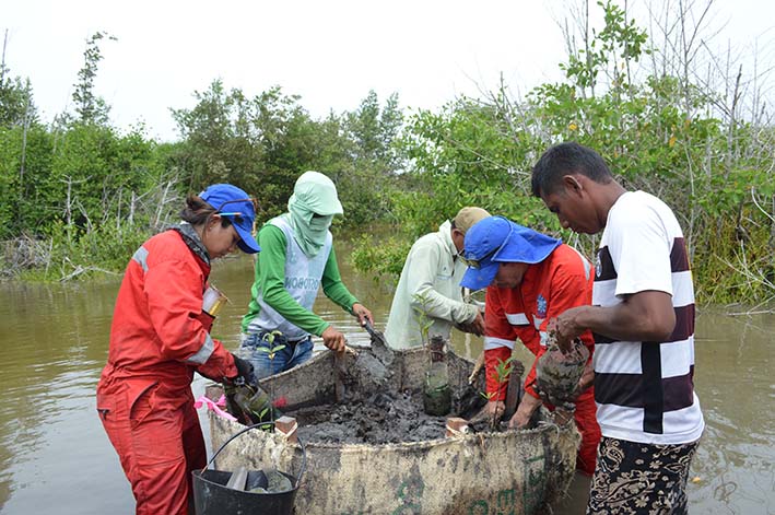 Proyecto piloto de restauración activa de manglar.