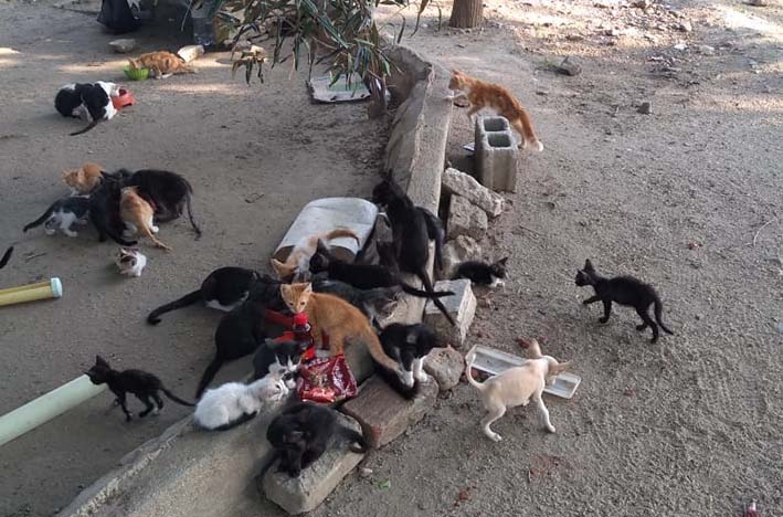Decenas de gatos viven en los alrededores de la Villa Bolivariana, muchos de ellos nacen en este lugar y están a la misericordia de las personas que viven cerca a este escenario deportivo.