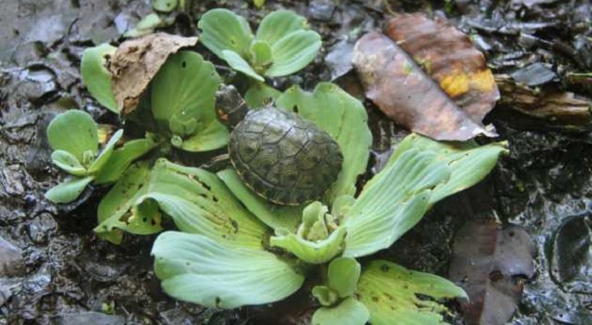 Los animales liberados son producto de un proceso de incubación artificial llevado a cabo por Cerrejón.