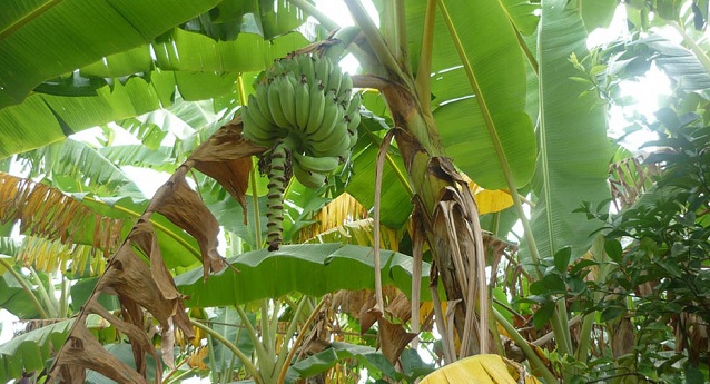 La experta australiana junto al ICA, el Ministerio de Agricultura realizaron una visita de una semana a las principales zonas productoras de plátano.
