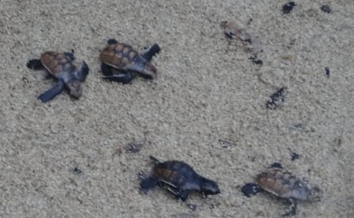 Las tortugas nacieron en la playa La Piscina Natural, en el sector de Arrecife. 