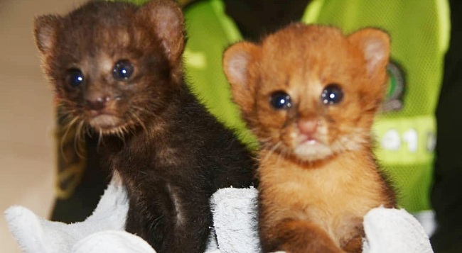 Los dos felinos, de solo dos días de nacido, fueron entregados a Corpoguajira.