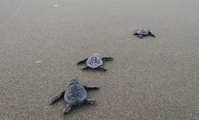 Un pueblo de pescadores se ha propuesto proteger a tortugas en peligro.