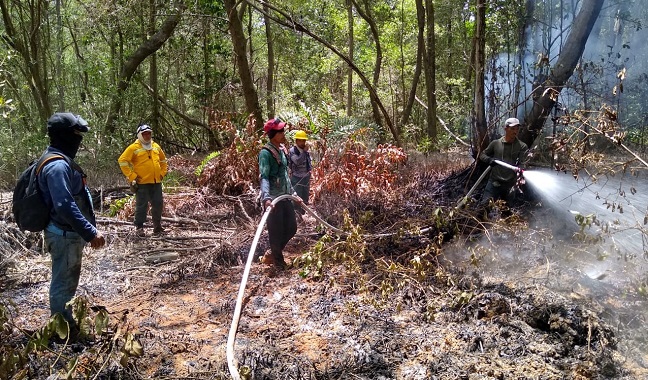 Causar incendios forestales es un grave delito ambiental, son hechos que afectan considerablemente las áreas boscosas y conllevan a la pérdida y/o desplazamiento de la fauna.