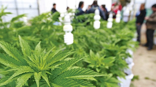 El objetivo de los tratamientos es la formulación de cannabis medicinal que tienen soporte en estudios "muy sólidos, con medicina basada en evidencia en estudios aleatorios, estudios filtrados, en un marco general mundial".