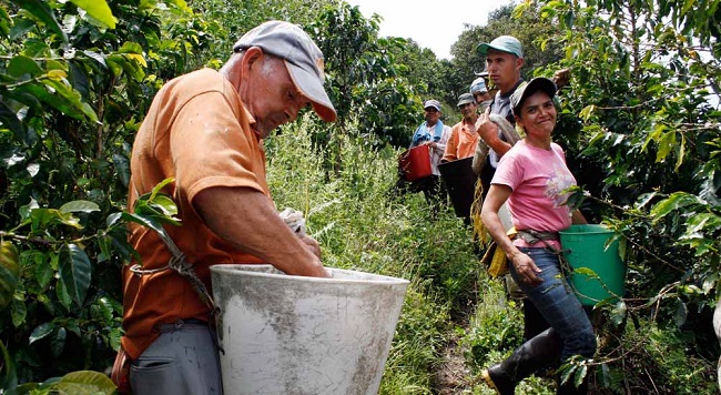 A través de esta herramienta se implementó un piloto en cultivos de café en el municipio Tablón de Gómez, en el departamento de Nariño.