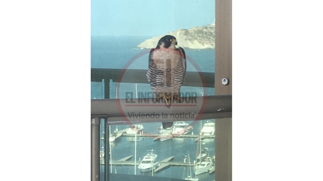 Halcón peregrino en Santa Marta, Magdalena, Colombia.
