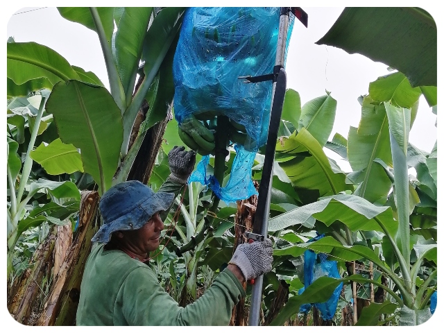 Magdalena en el 2020 aportó el 25% de la producción nacional de banano, cuyo destino es el mercado exportación. 