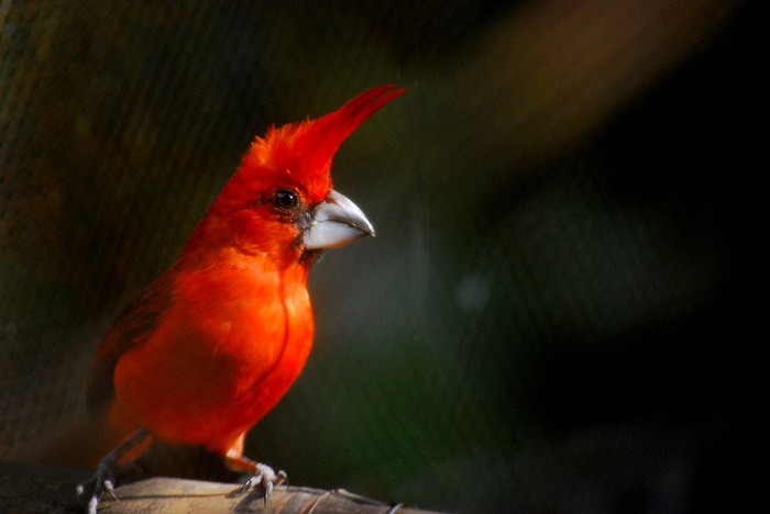 El territorio nacional se encuentran 1921 especies de aves, de las cuales 79 son exclusivas de nuestro país.