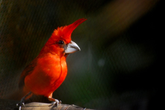 El territorio nacional se encuentran 1921 especies de aves, de las cuales 79 son exclusivas de nuestro país.