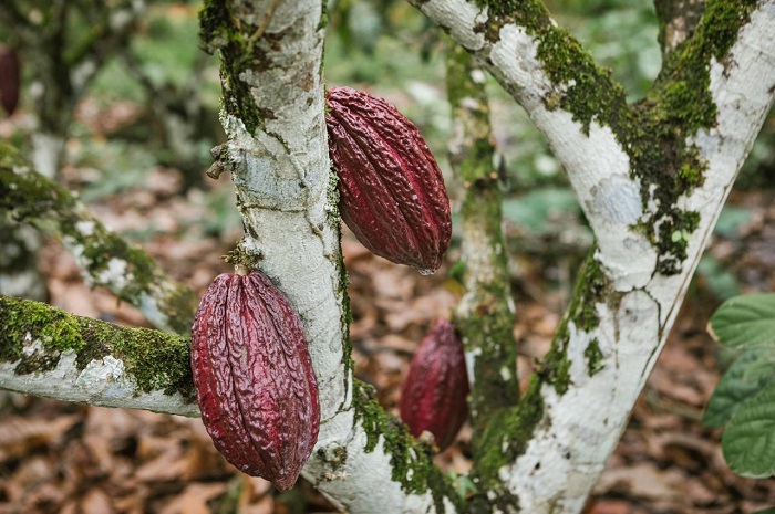 Colombia cuenta con 188.000 hectáreas sembradas de cacao.