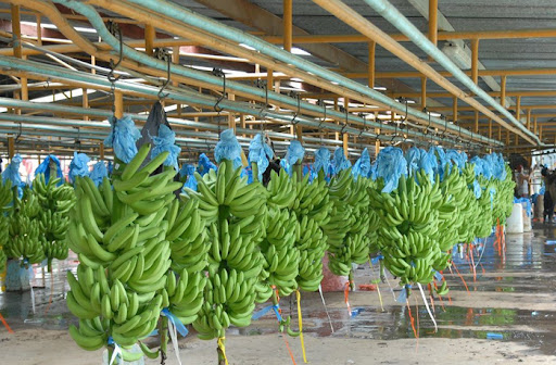 Estos costos vienen impactando directa y negativamente sobre la sostenibilidad económica y competitividad de la industria bananera.