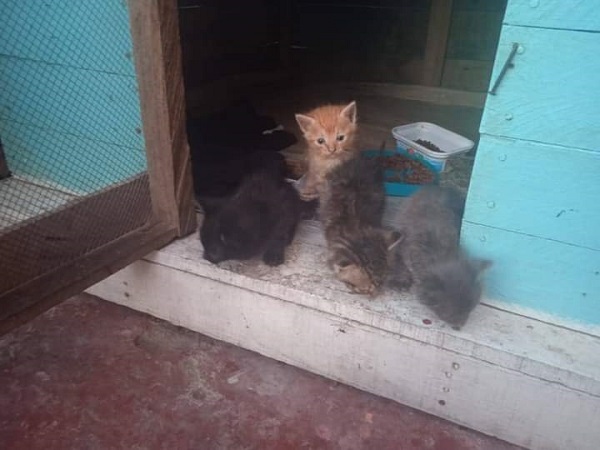 Gatos del caso en Ciénaga, Magdalena