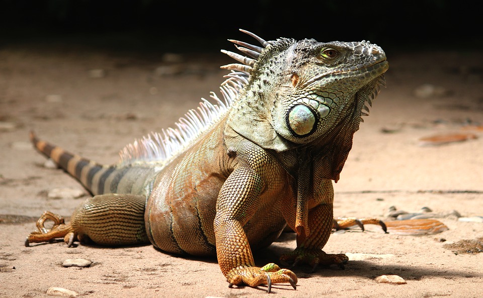 El número de personas que buscan comercializar huevos de iguana aumenta en el Magdalena.