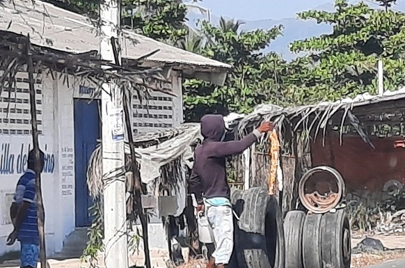 El número de personas que buscan comercializar huevos de iguana aumenta en el Magdalena.