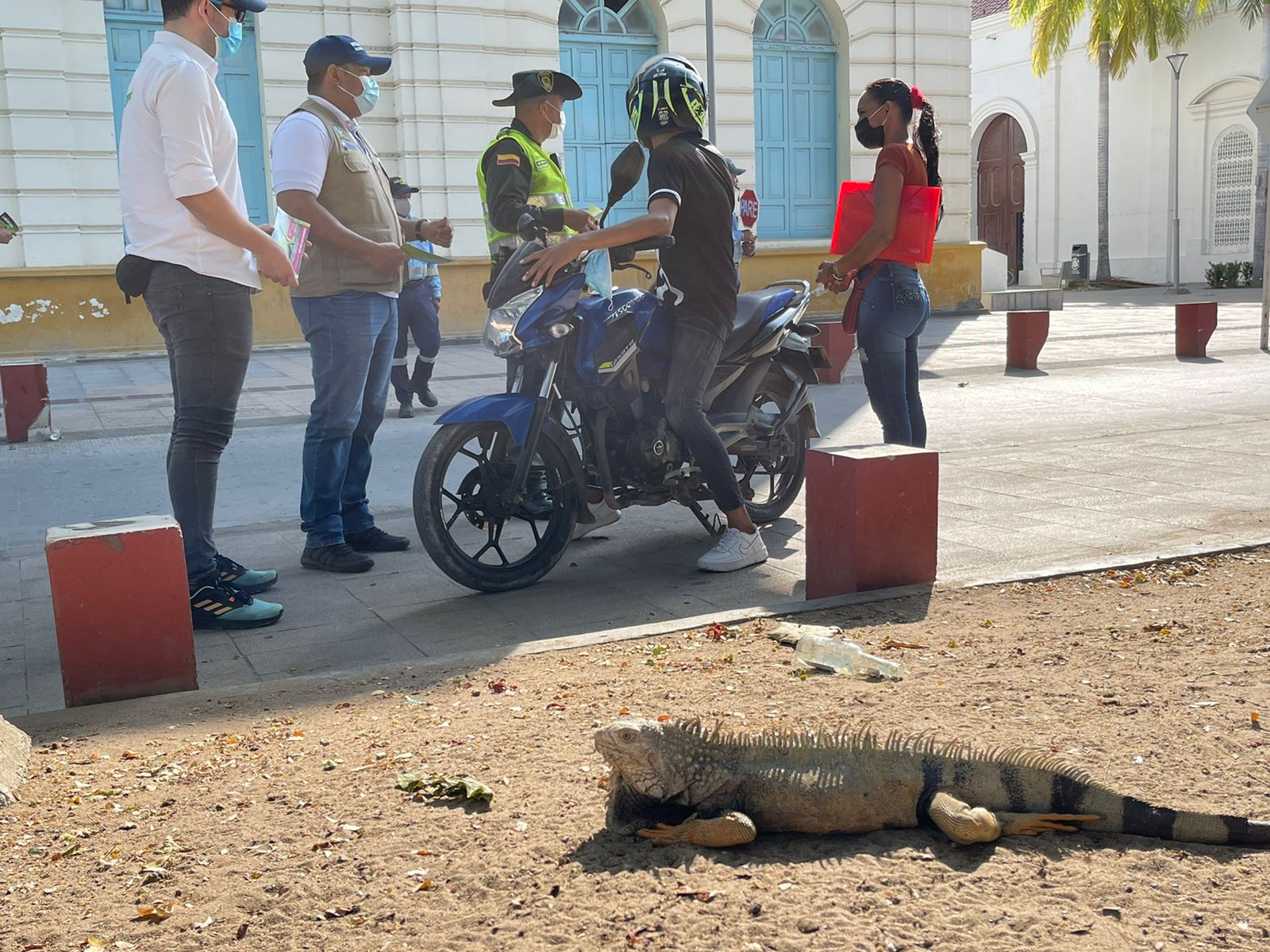 Para cazar y extraer sus huevos, los cazadores atacan con piedras a las iguanas para capturarlas y someterlas. 
