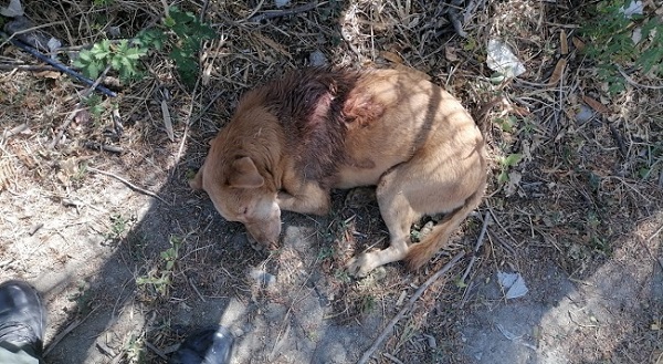 Uno de los casos de maltrato animal registrado en marzo del presente año en el que la Policía Metropolitana rescató a una perrita en el barrio Santa Ana de Santa Marta que se hallaba dentro de un costal y con signos de maltrato con arma blanca.