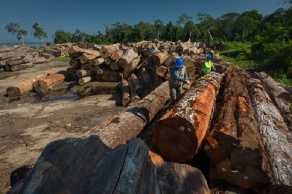El informe alerta que el bosque amazónico se encuentra inmerso en un punto de no retorno debido a las altas tasas de deforestación y degradación.