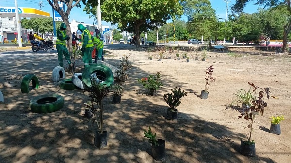 La siembra de estas plantas permitirán a Santa Marta, tener jardines y espacios verdes.