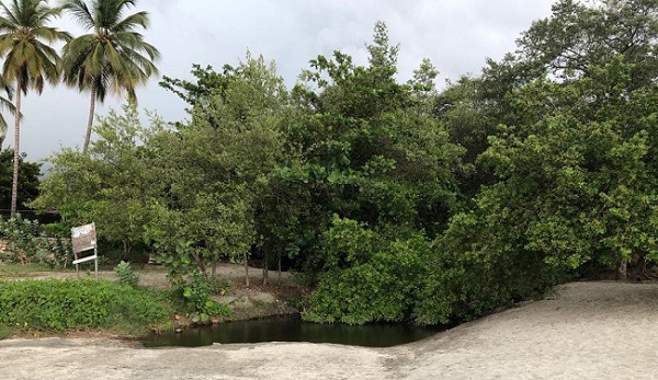 Los ecosistemas de los manglares de Playa Dormida se encuentran en riesgo debido al mal manejo de líquidos residuales por parte de edificaciones aledañas no planificadas, según Samarios Sí Podemos.