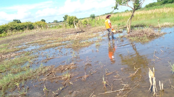 Así se ven las cosechas del municipio de Guaimaro acabados por las fuertes lluvias.