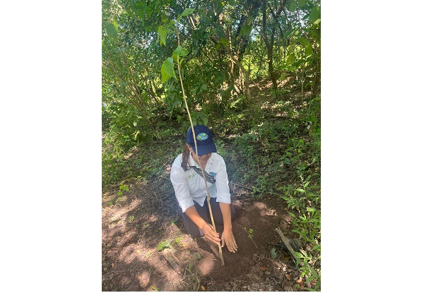 Esta siembra se desarrolla en el marco de la Compensación Forestal impuesta por la Corporación a Fedepalma.
