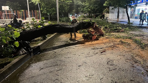  Las fuertes lluvias bloquearon la vía al Centro Comercial Buenavista debido a la caída de un inmenso árbol.